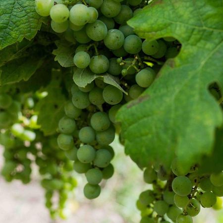 Clos De La Barbanne Montagne  Eksteriør billede