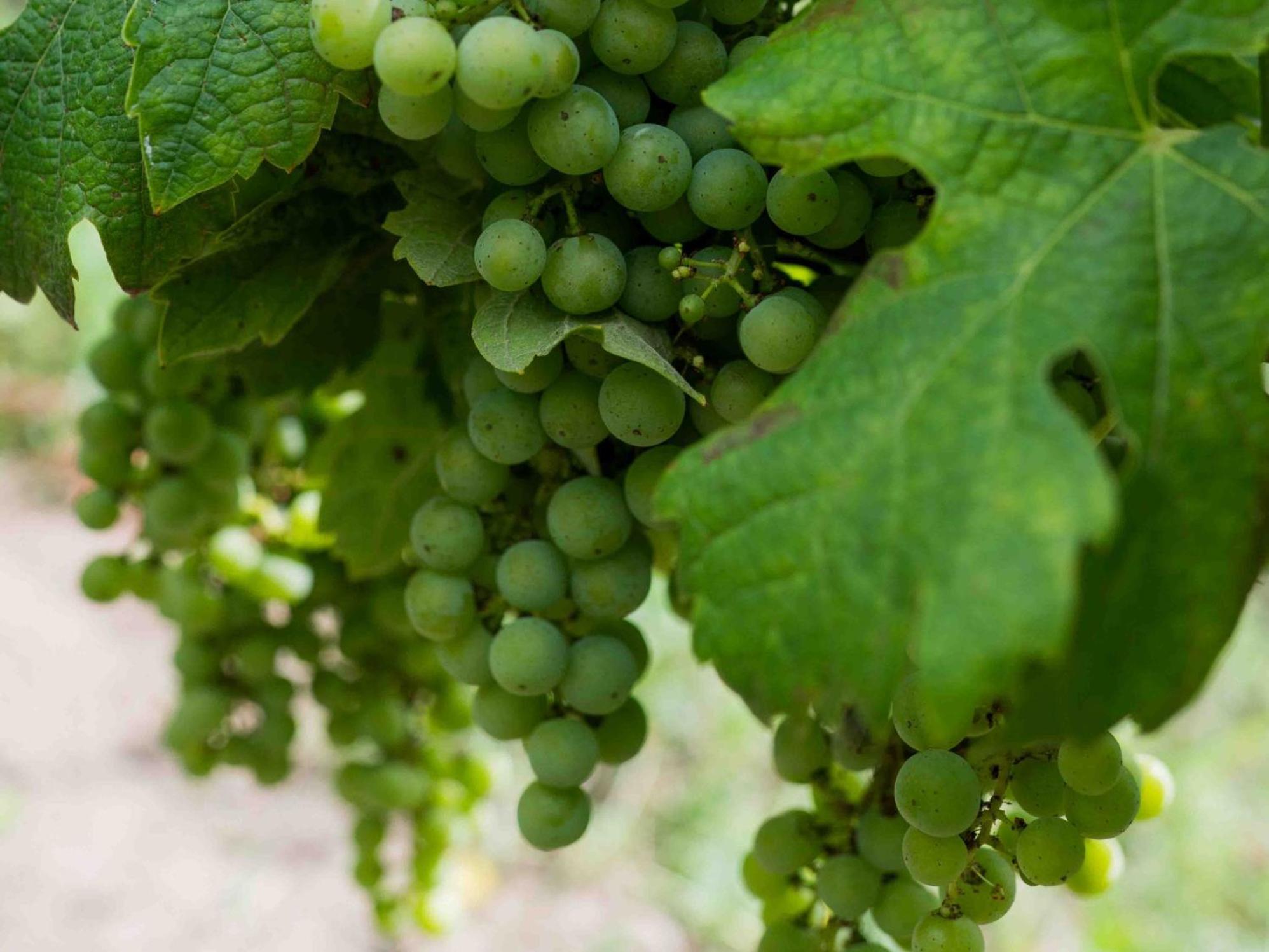Clos De La Barbanne Montagne  Eksteriør billede